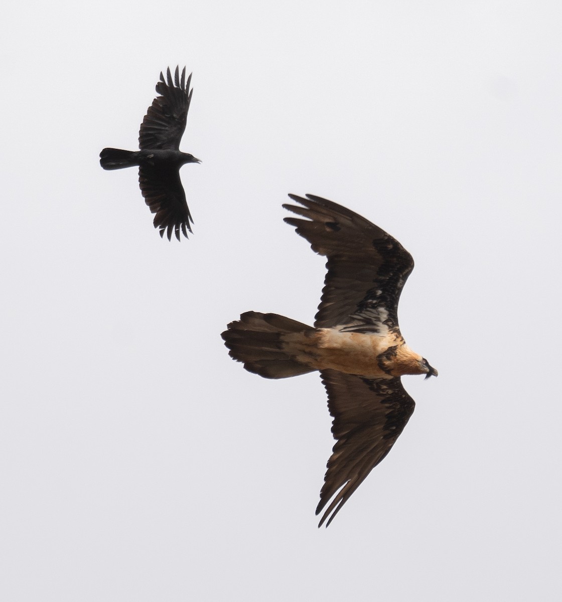 Sakallı Akbaba - ML644294911