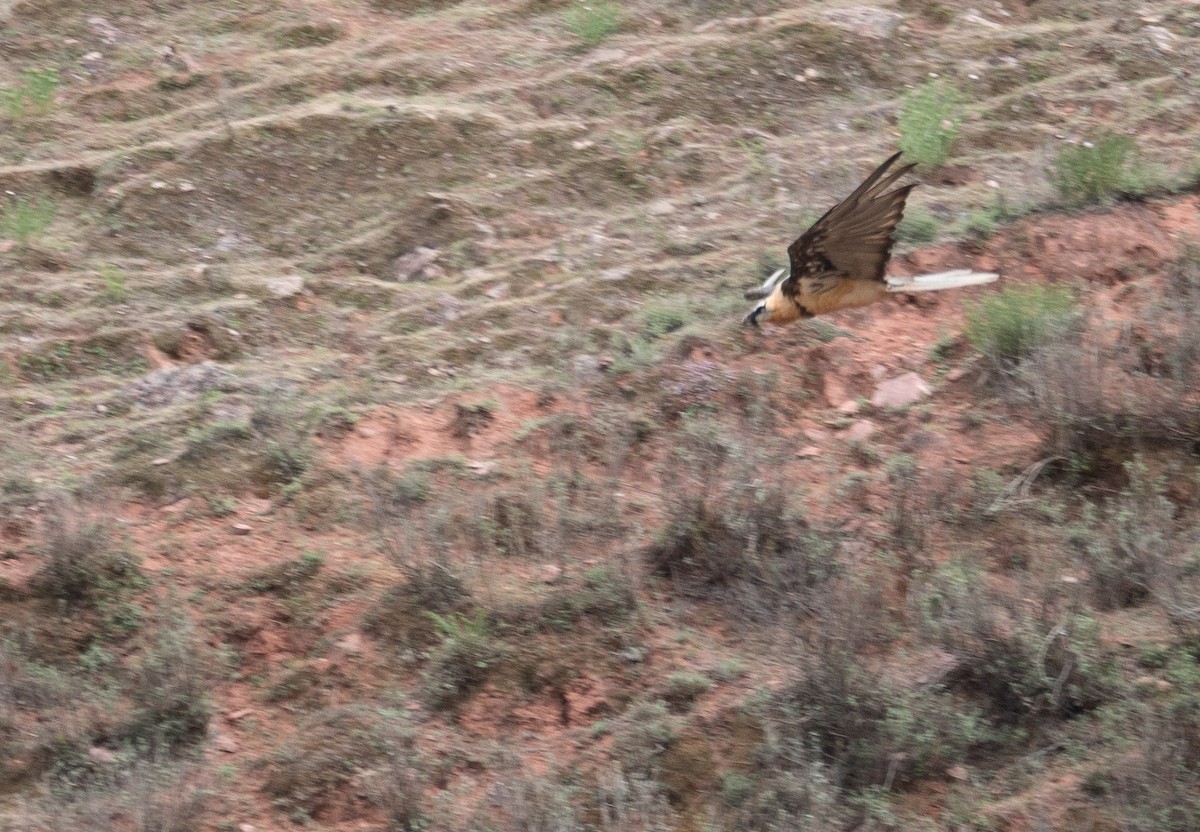 Sakallı Akbaba - ML644294912