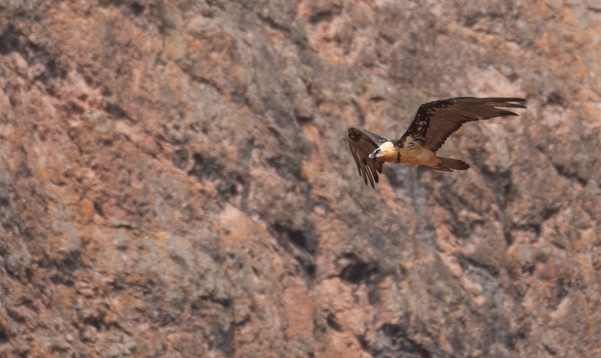 Sakallı Akbaba - ML644294913