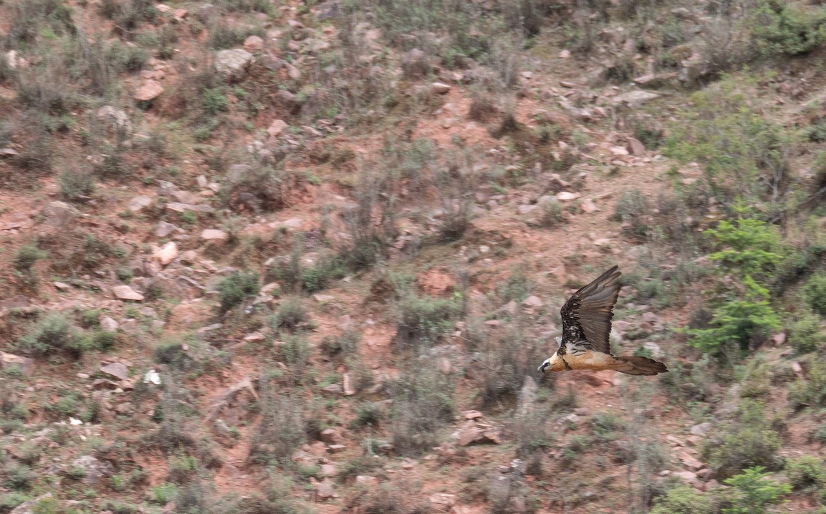 Sakallı Akbaba - ML644294914