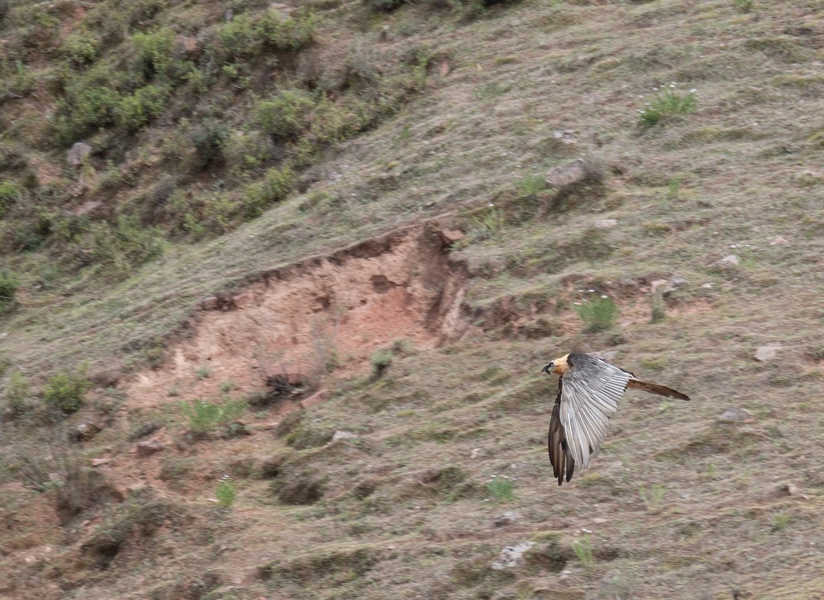 Sakallı Akbaba - ML644294916