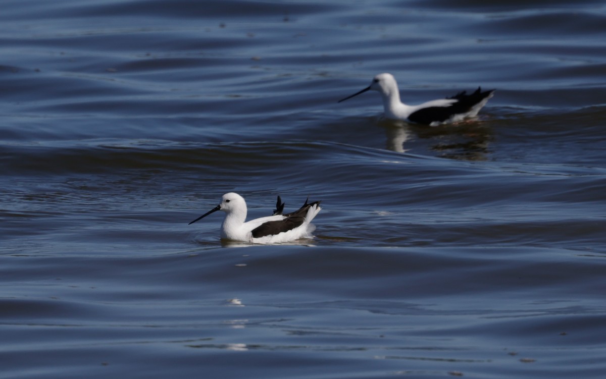 Zankaluze sabelgorria - ML644294918