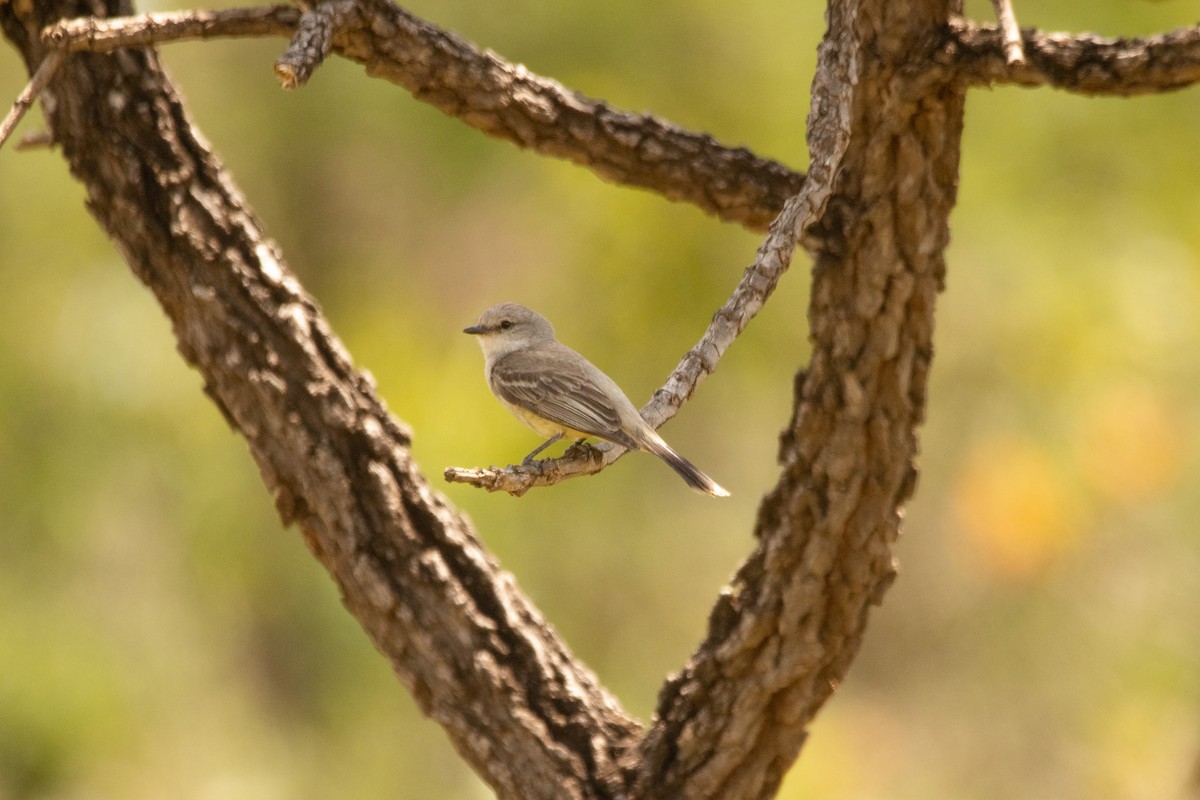 Chapada Flycatcher - ML644294919