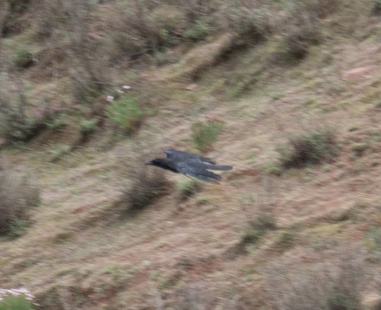 Ворона великодзьоба - ML644294921