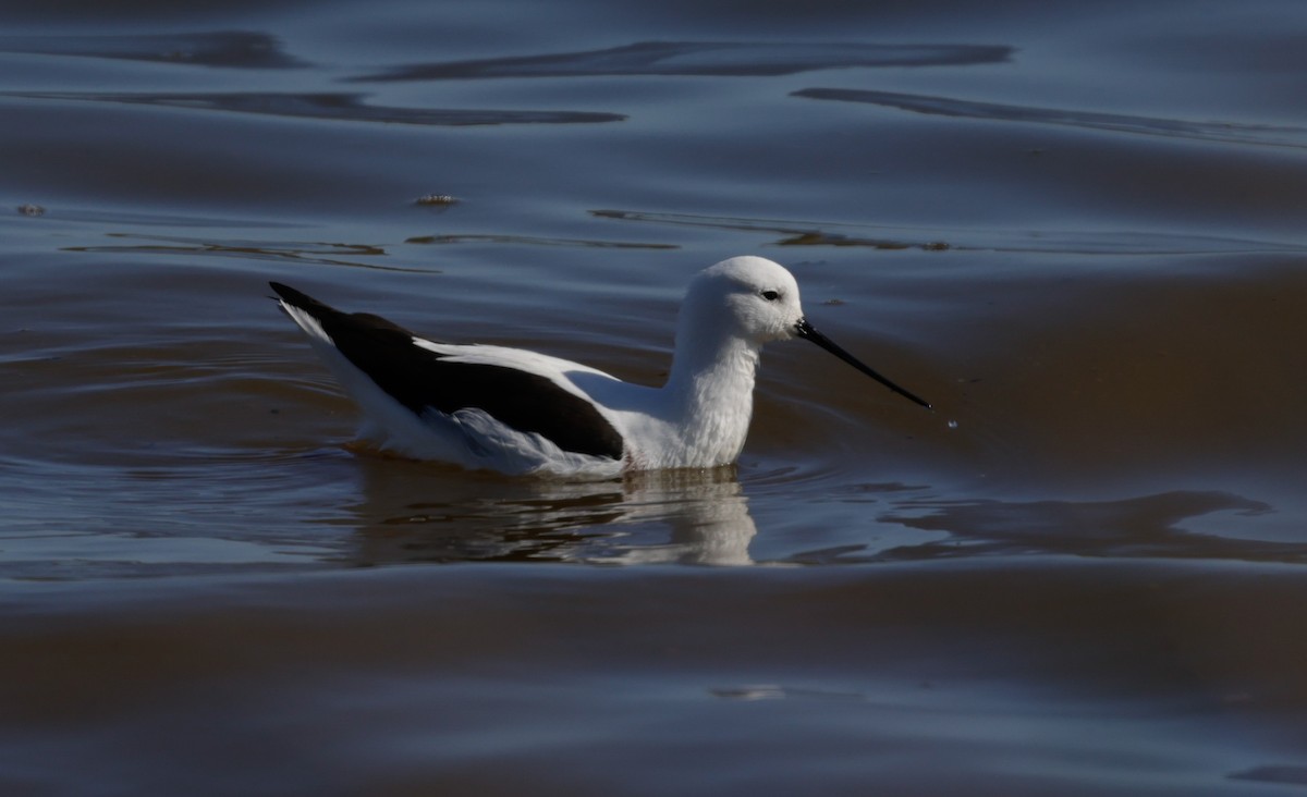 Zankaluze sabelgorria - ML644294923