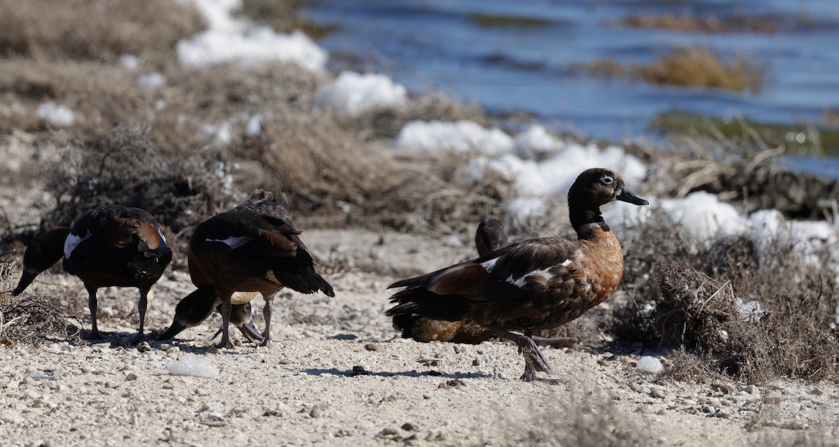 Tadorne d'Australie - ML644294942