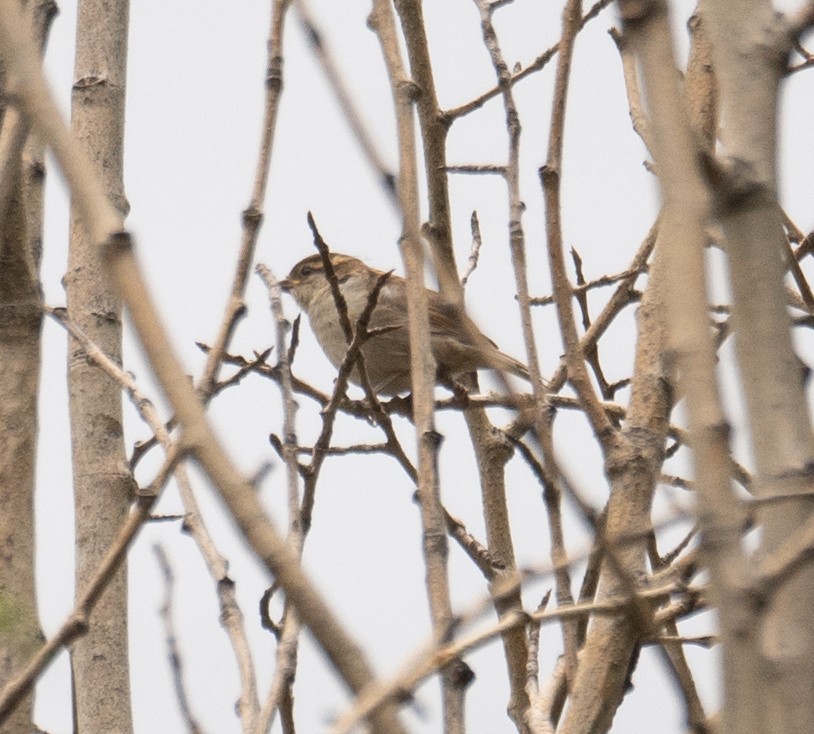 山麻雀 - ML644294996