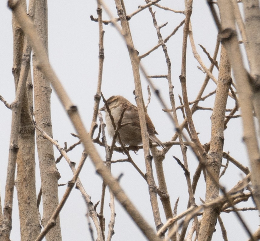 山麻雀 - ML644294997