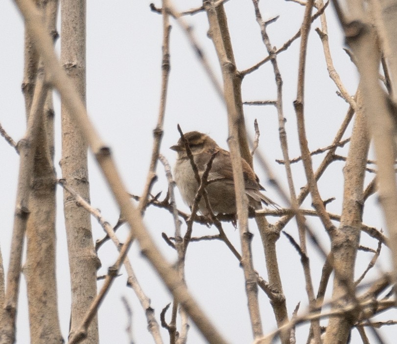 山麻雀 - ML644294998