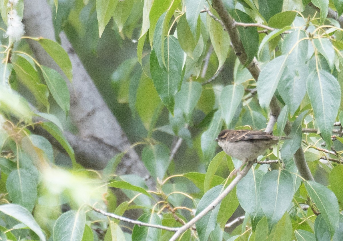 山麻雀 - ML644294999