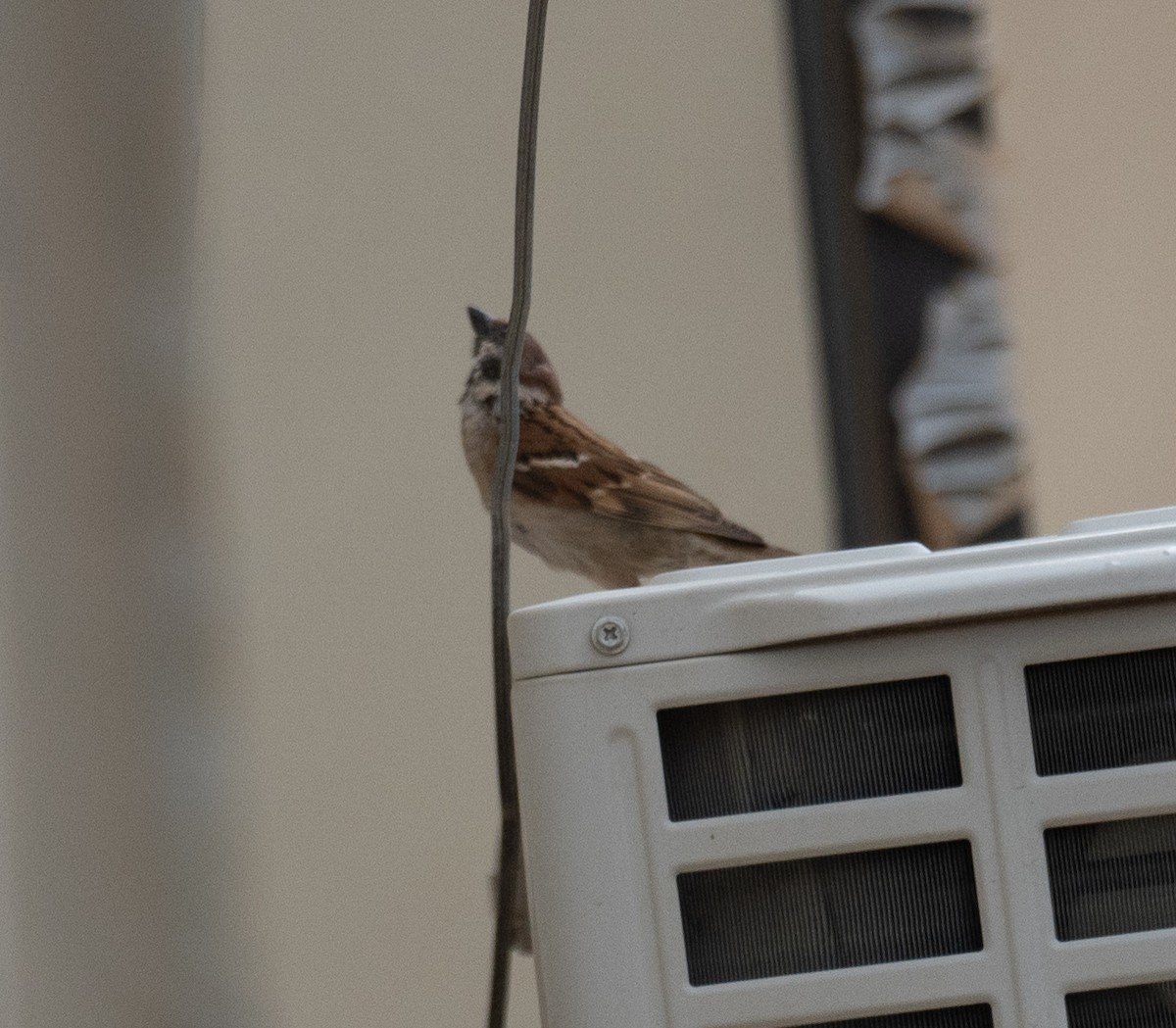 Ağaç Serçesi - ML644295027