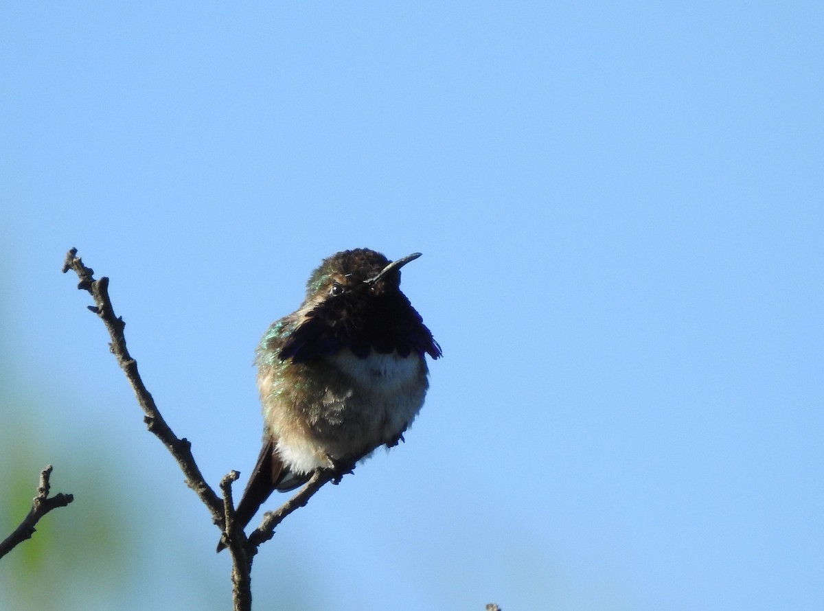 fagerkolibri - ML644295028