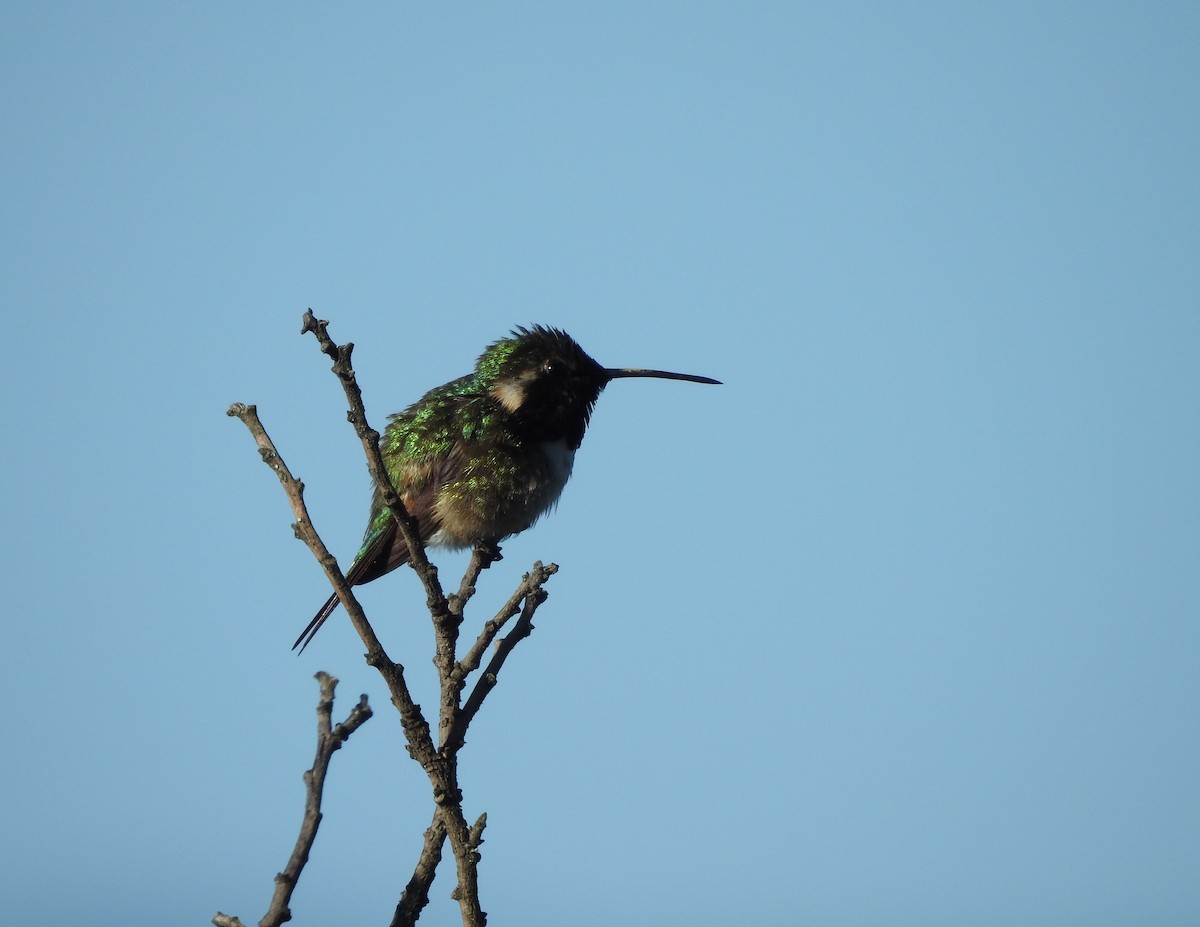 fagerkolibri - ML644295029