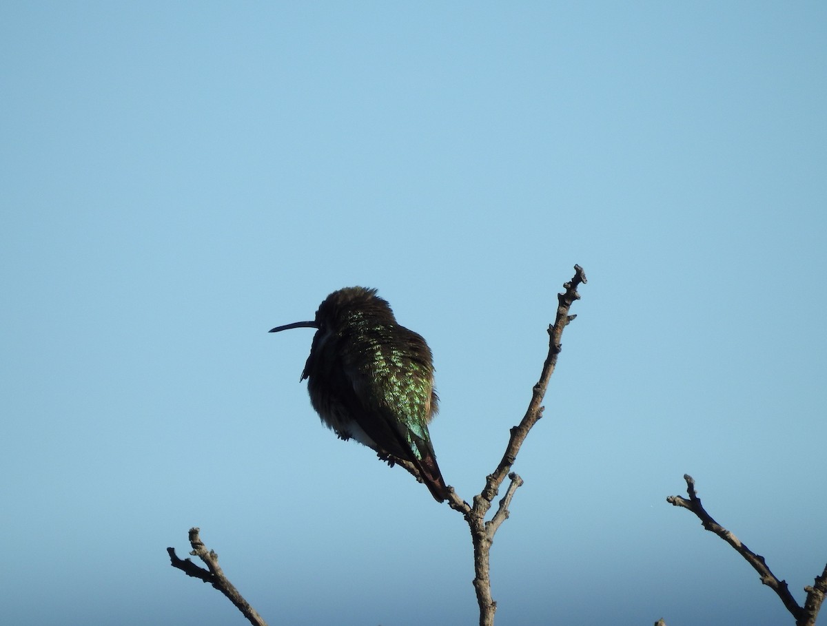 fagerkolibri - ML644295030