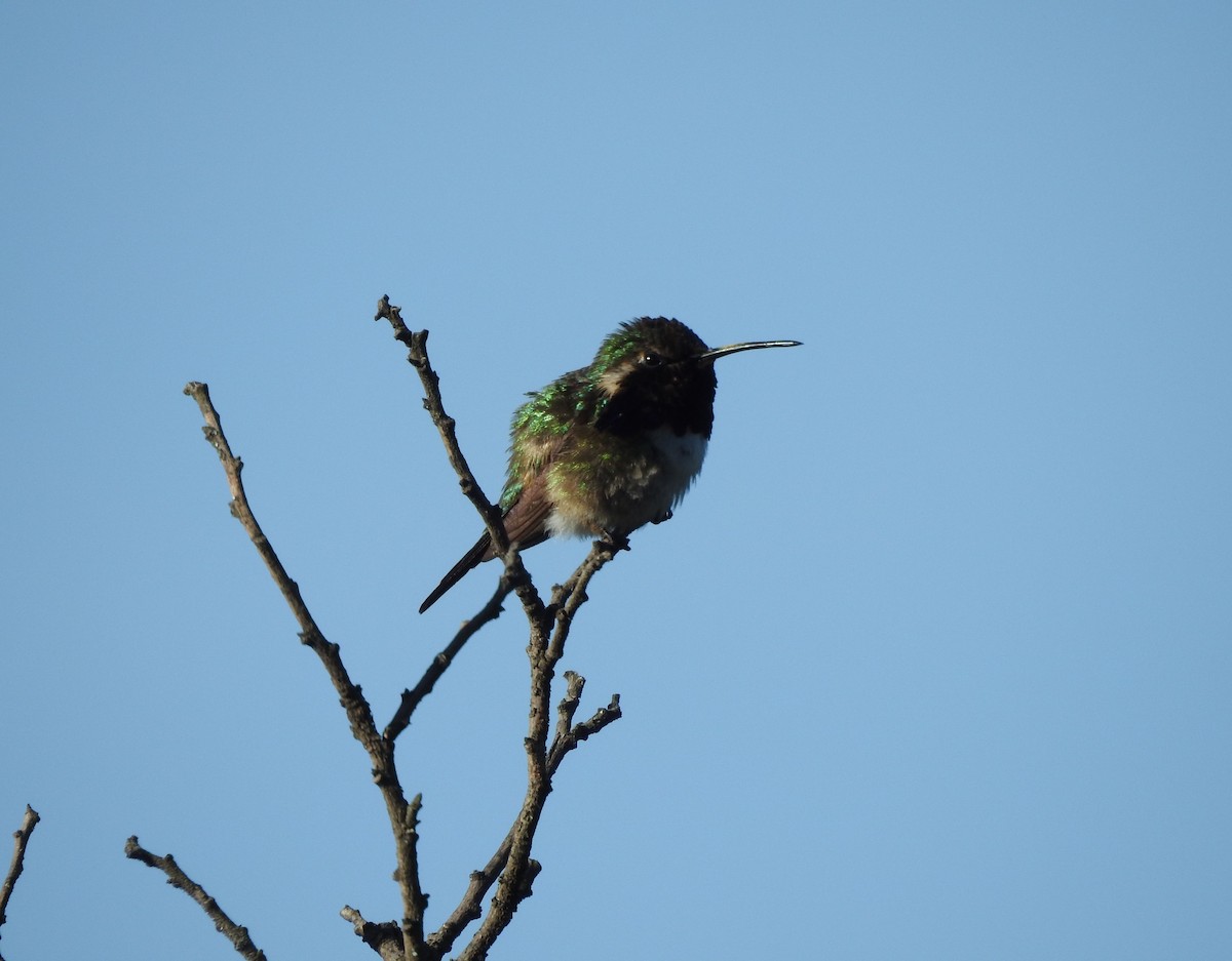 fagerkolibri - ML644295031