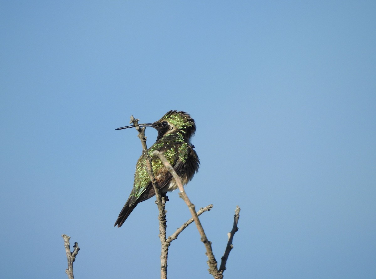 fagerkolibri - ML644295032