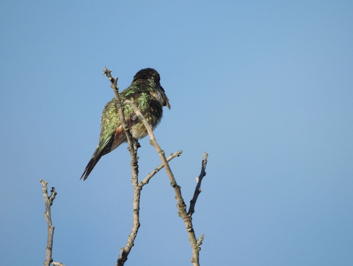 fagerkolibri - ML644295033