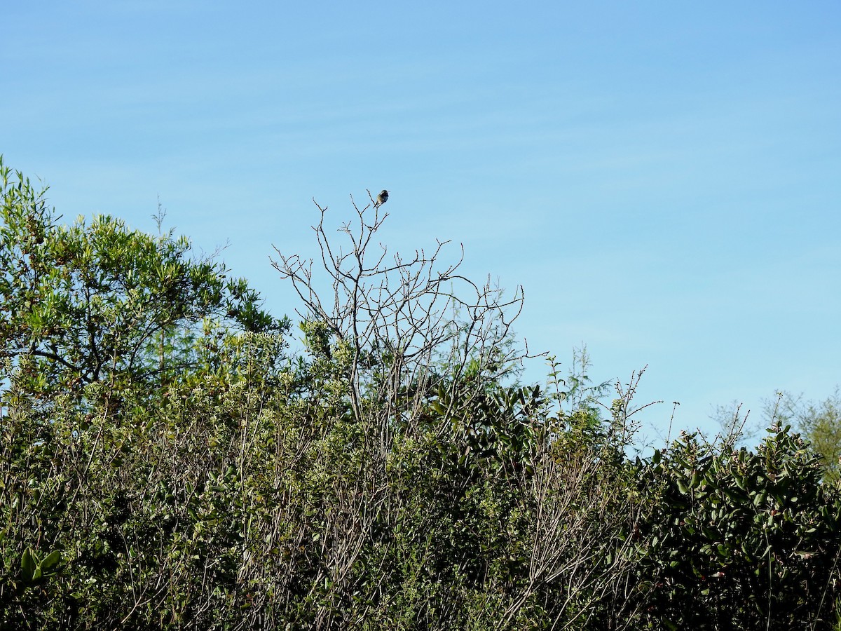 fagerkolibri - ML644295036