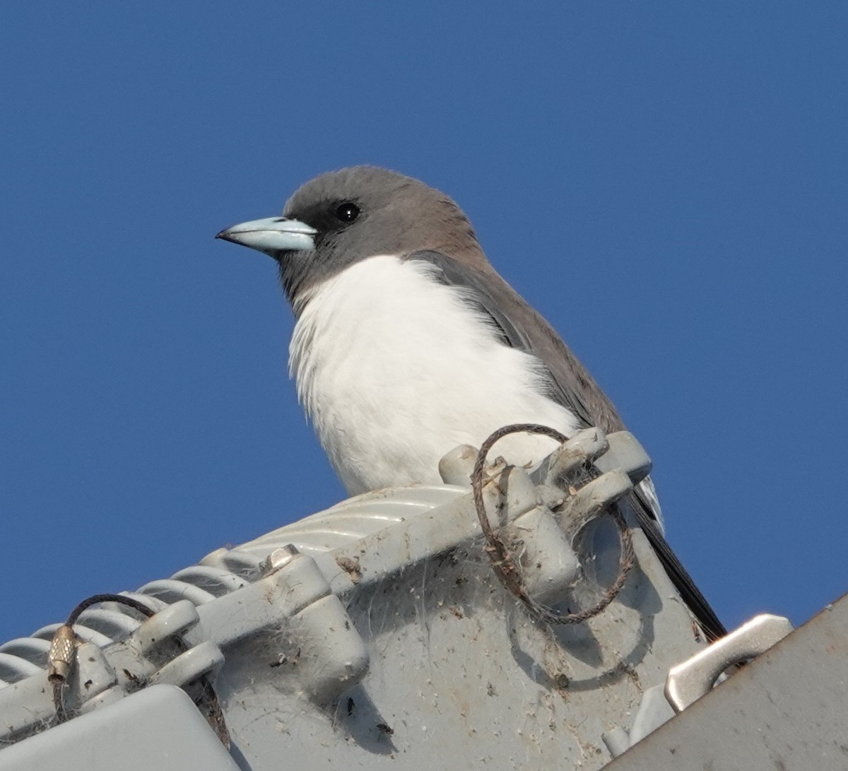 Weißbauch-Schwalbenstar - ML644295037