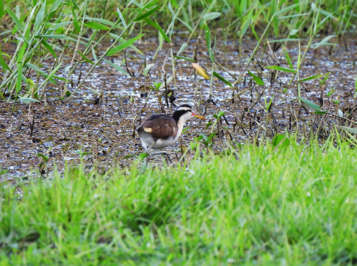 rødflikbladhøne - ML644295038