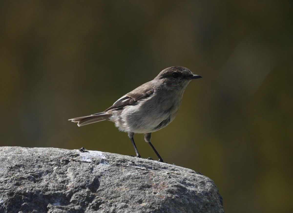 brunflueskvett - ML644295039