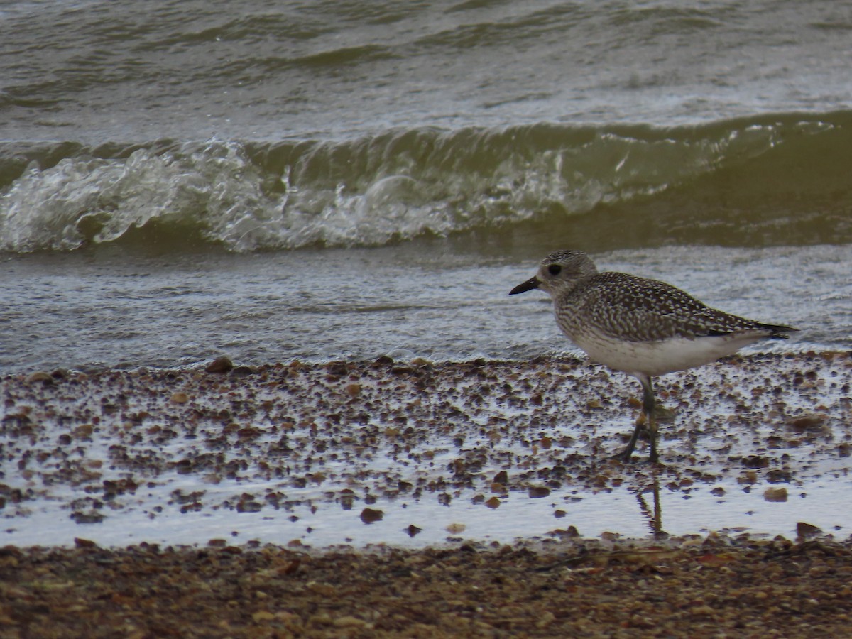 tundralo - ML644295040