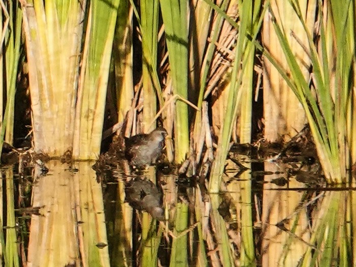 maskerikse - ML644295042