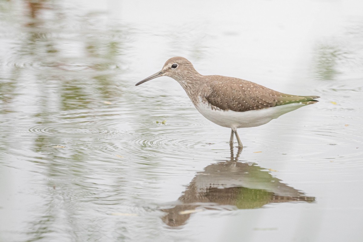 skogsnipe - ML644295043