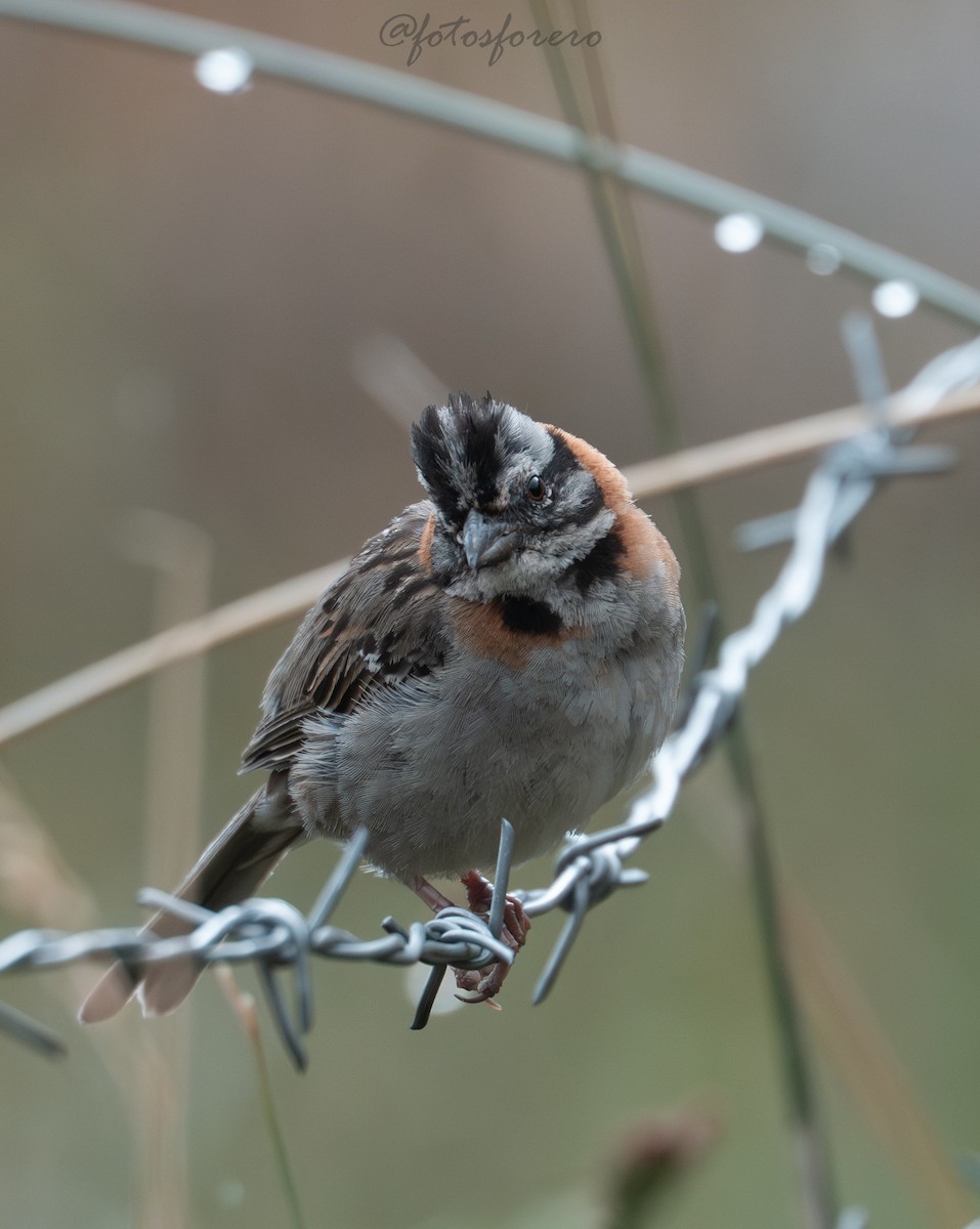 rustkragespurv - ML644295044