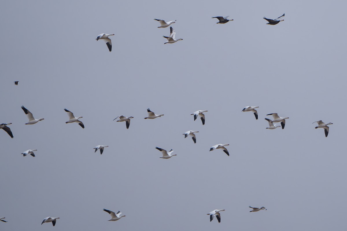 snøgås - ML644295048