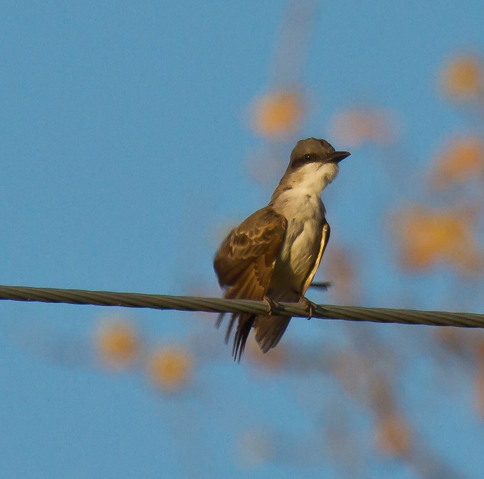 Gray Kingbird - ML644295049