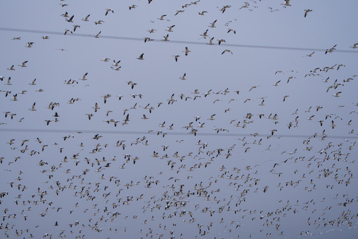 snøgås - ML644295054