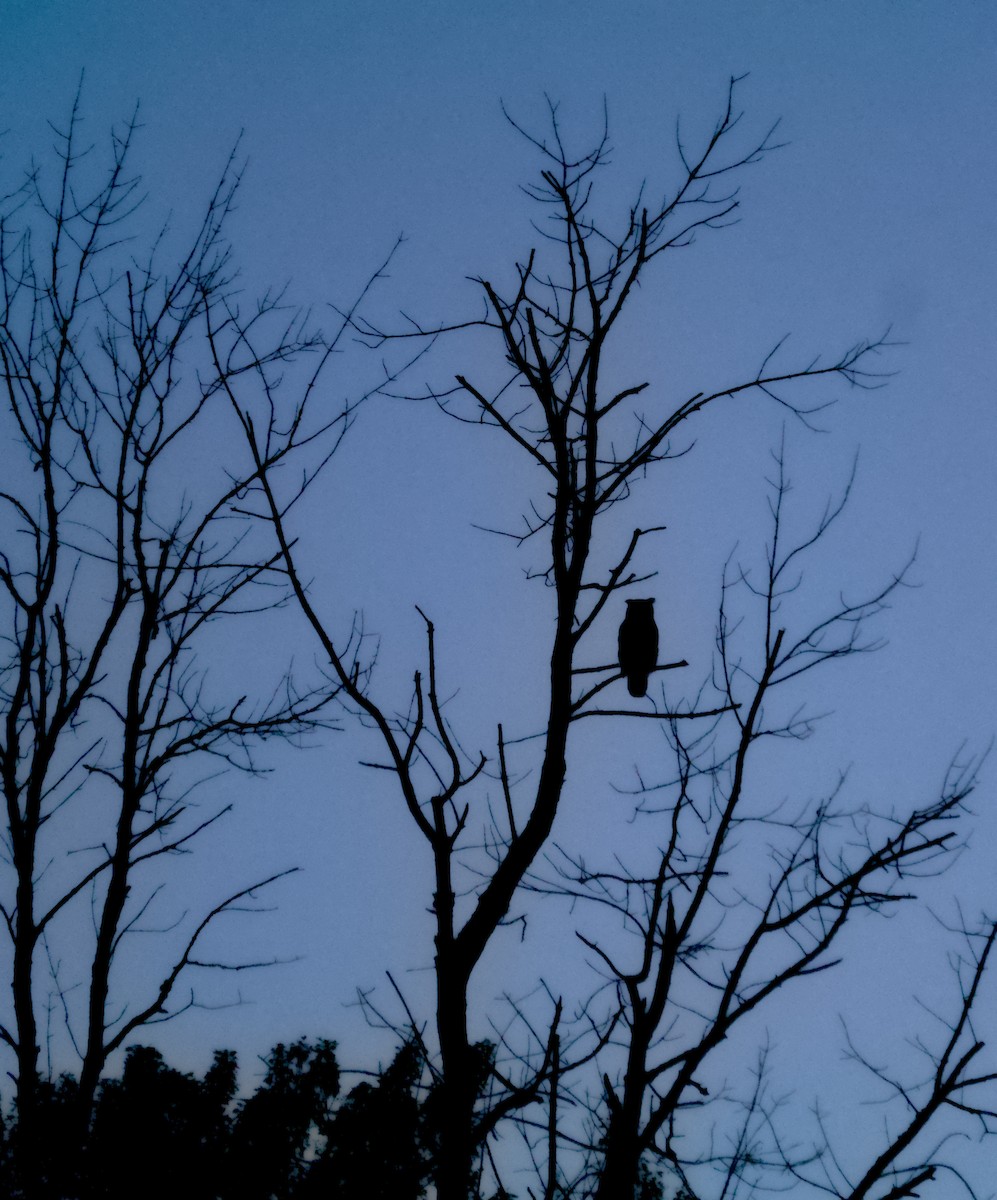 amerikahubro - ML644295059