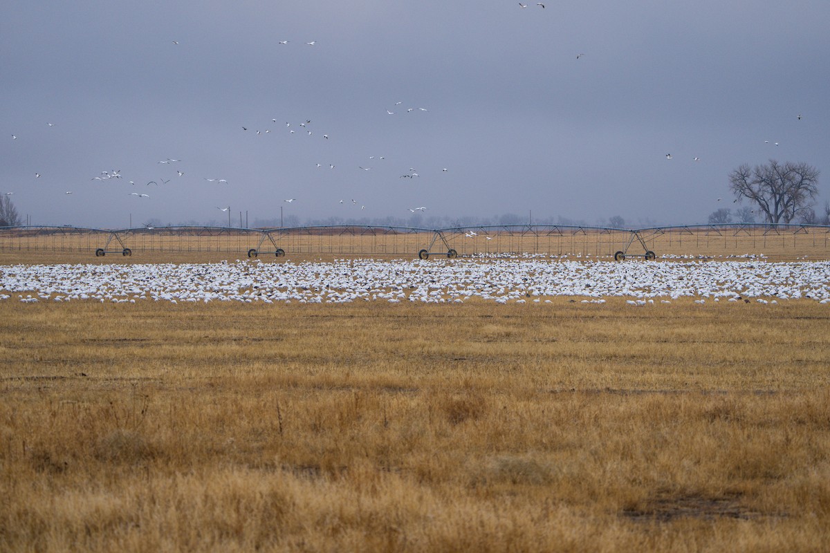 Гуска біла - ML644295060