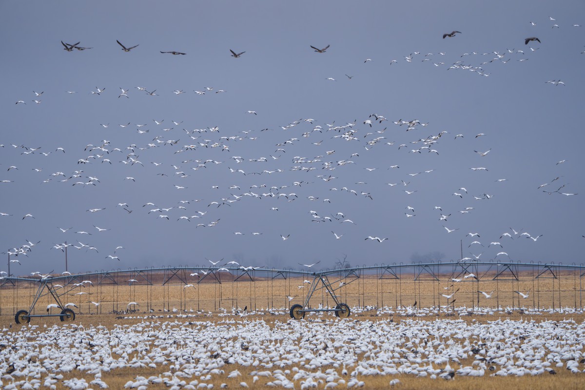 Гуска біла - ML644295062