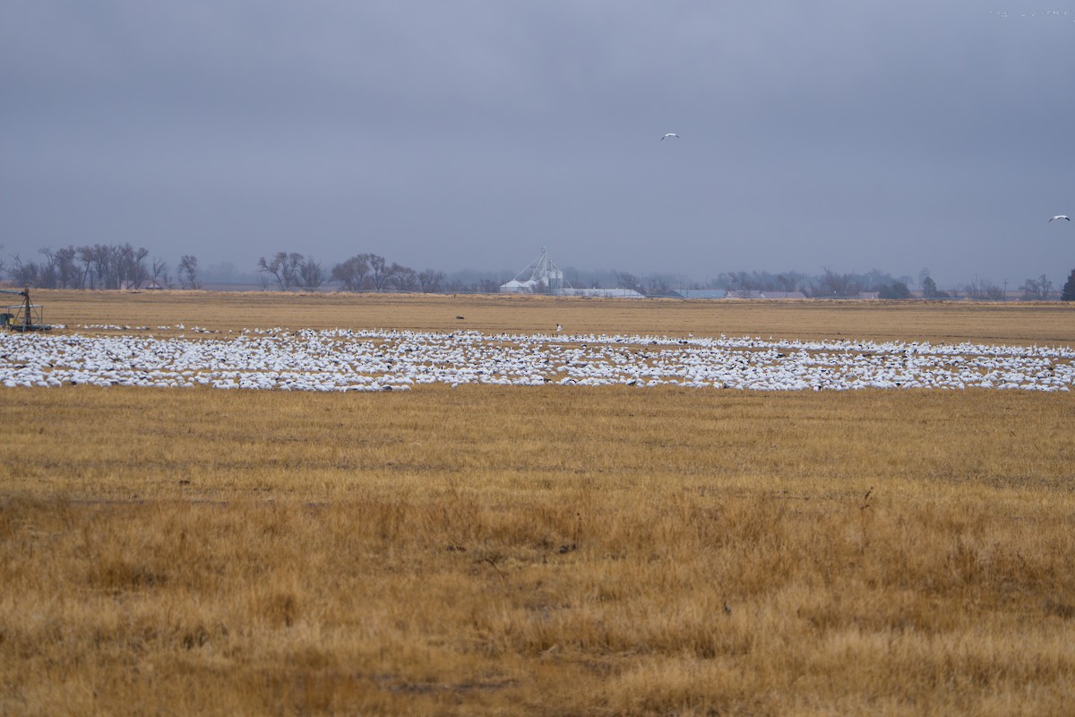 Гуска біла - ML644295063