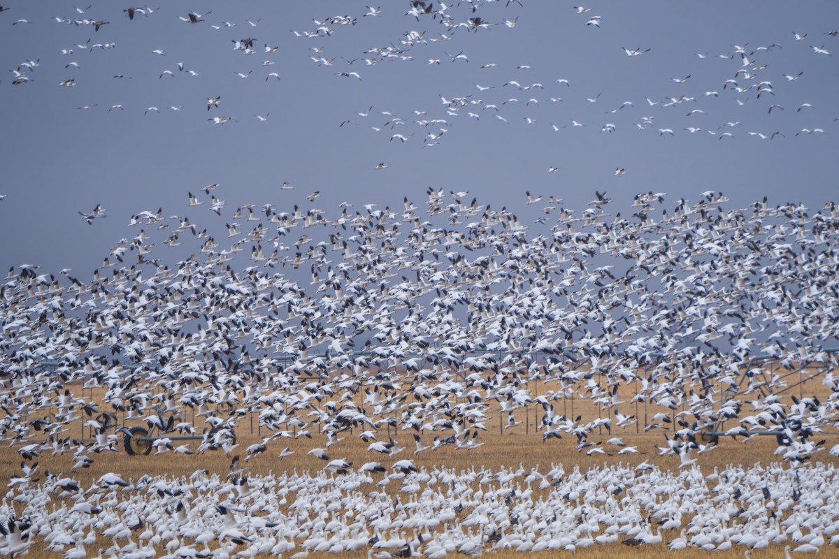 Гуска біла - ML644295064