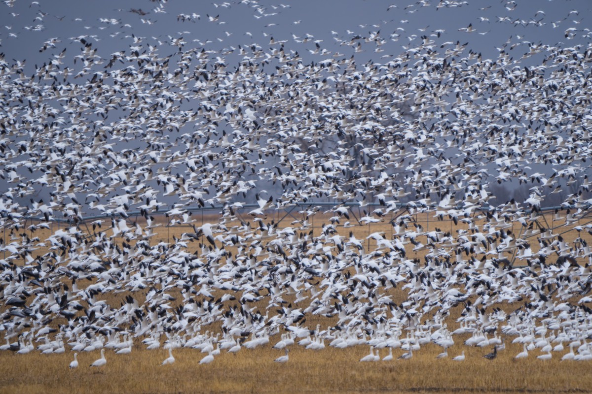 Гуска біла - ML644295065