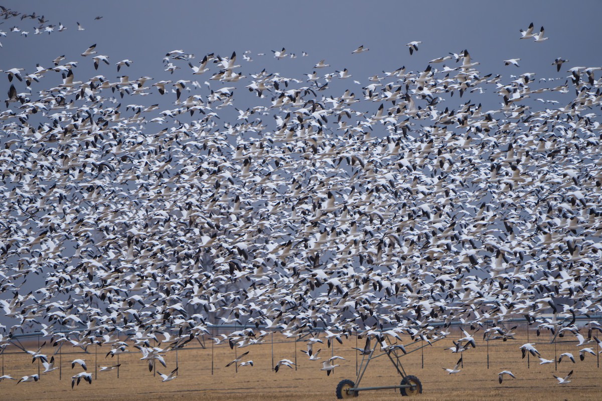 Гуска біла - ML644295066