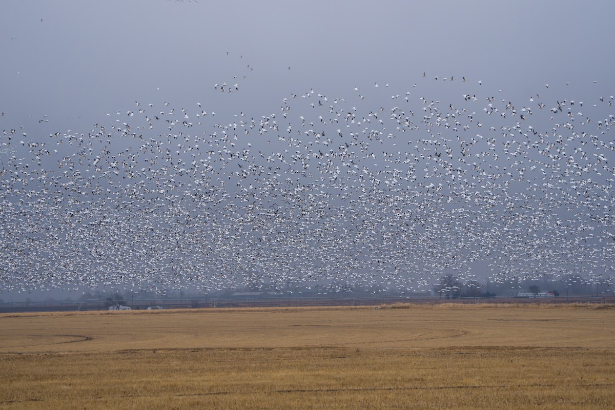 Гуска біла - ML644295067