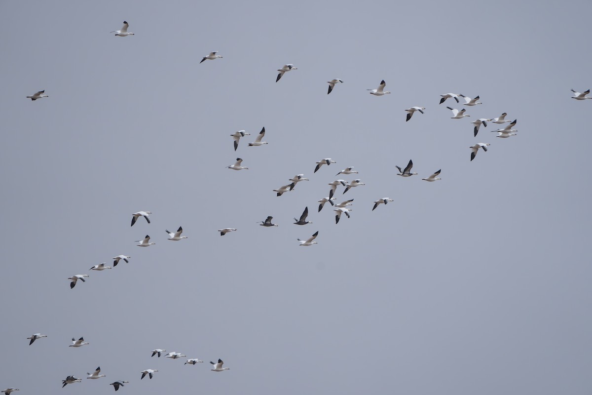 Гуска біла - ML644295068