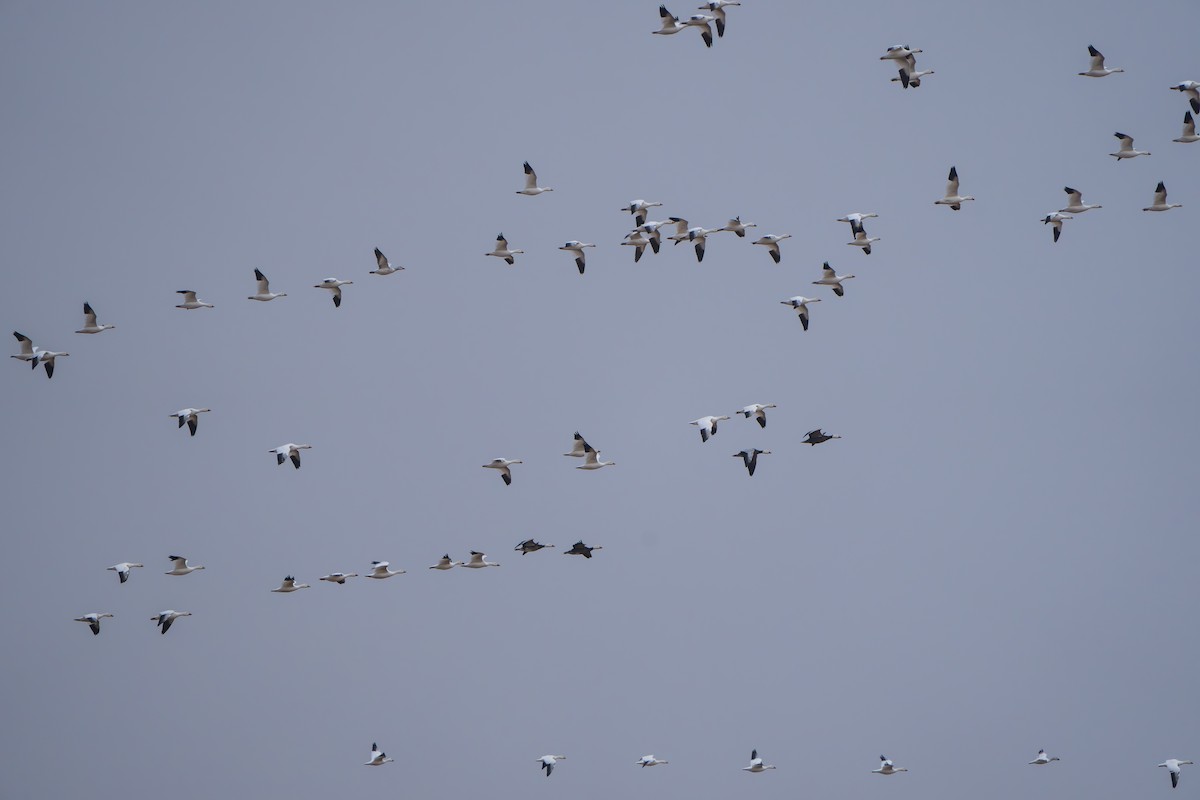 Гуска біла - ML644295069