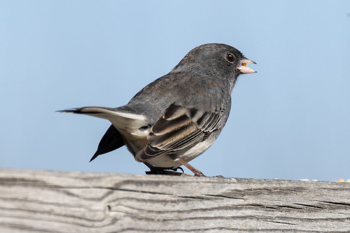 vinterjunko - ML644295071