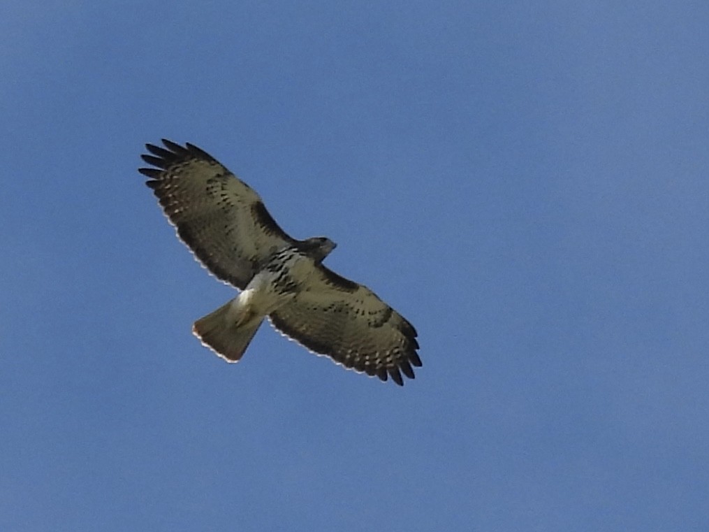 rødstjertvåk - ML644295072