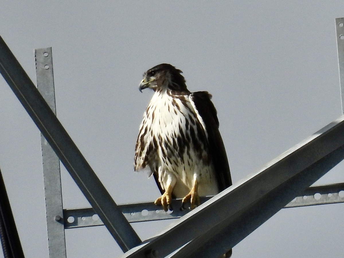 rødstjertvåk - ML644295073