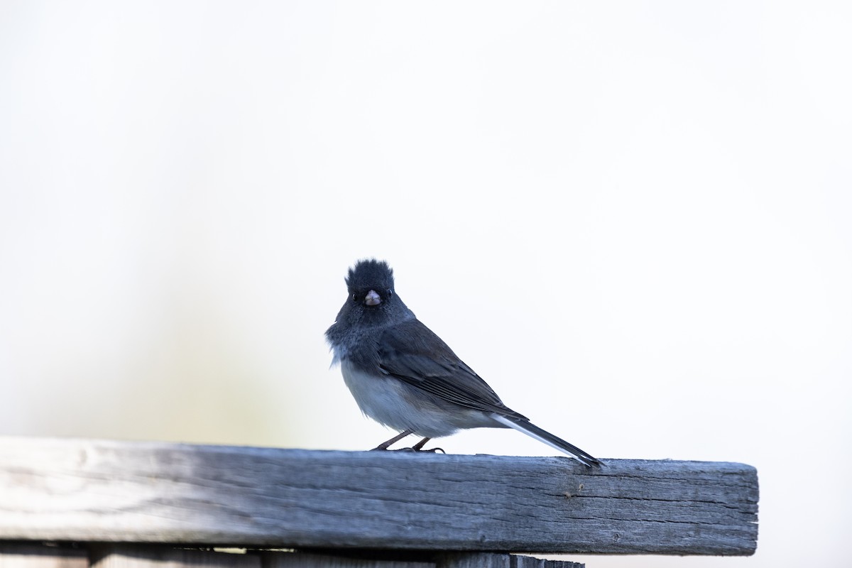 vinterjunko - ML644295074