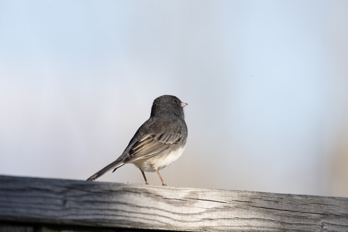 vinterjunko - ML644295075