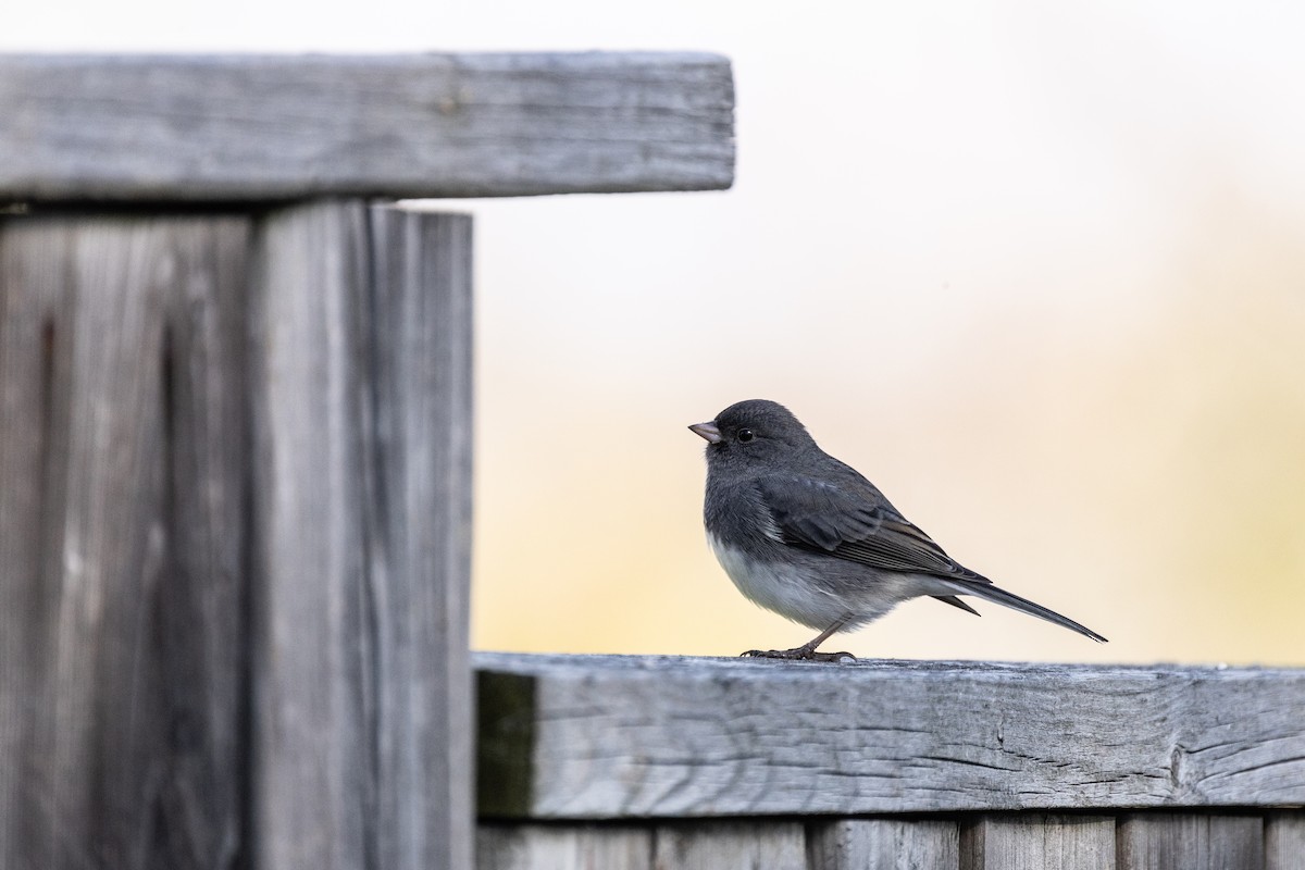 vinterjunko - ML644295076