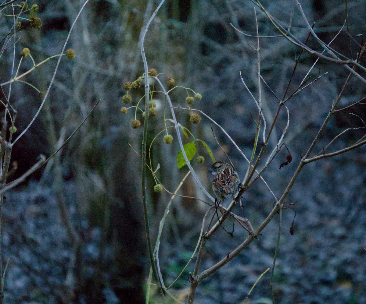 hvitstrupespurv - ML644295077