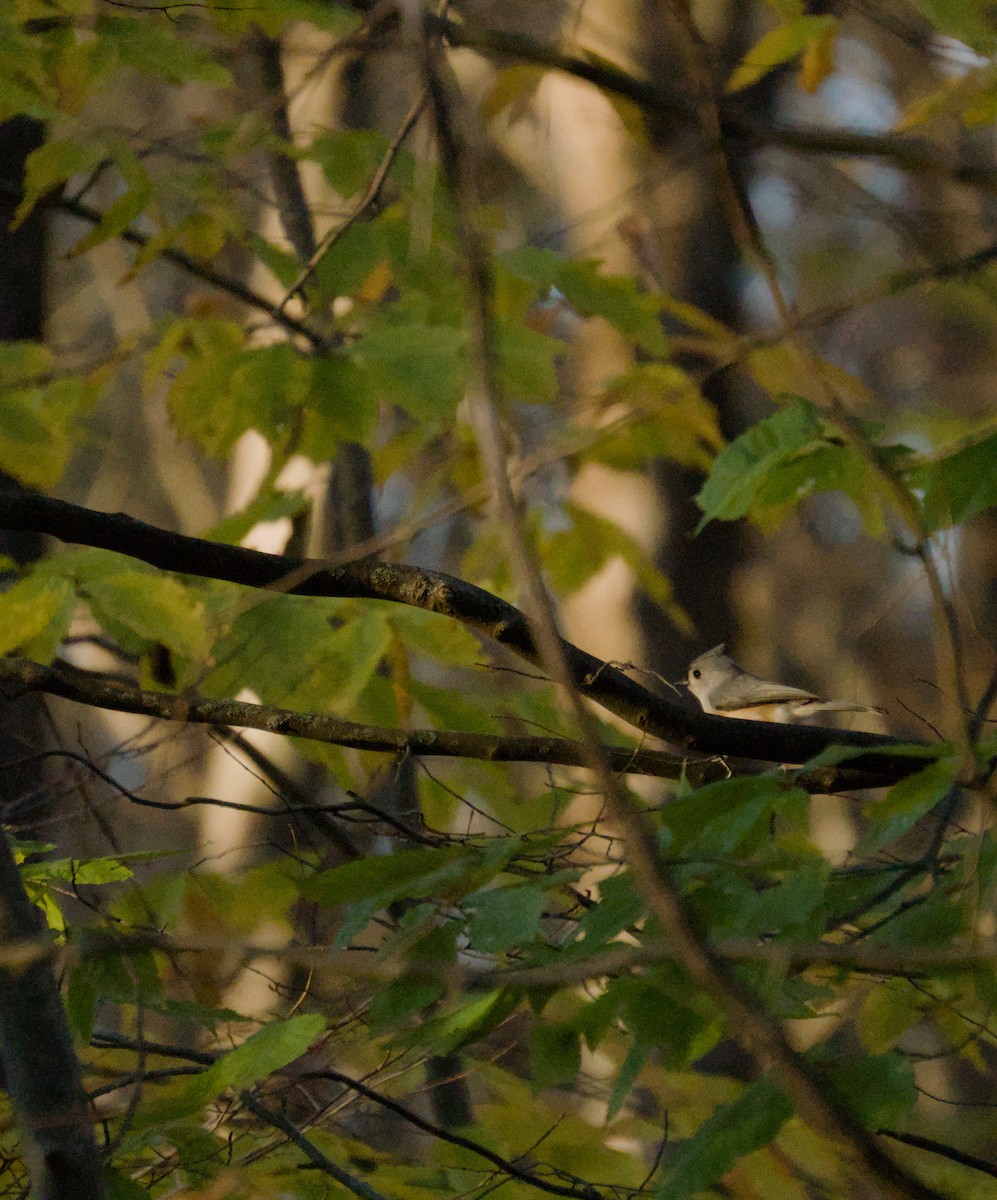 gråduskmeis - ML644295078